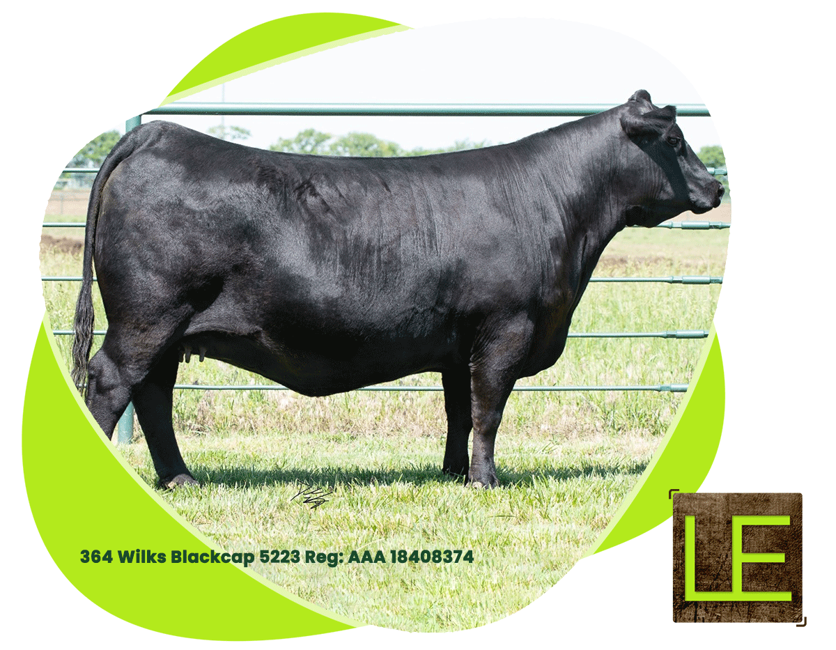 Ranch Views Lylester Ranch