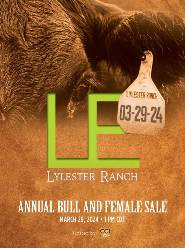 Lylester Ranch | Catalog Preview 2024 March Bull and Female Sale
